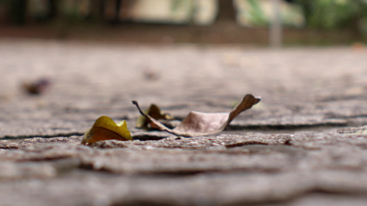 땅 위의 건조한 잎