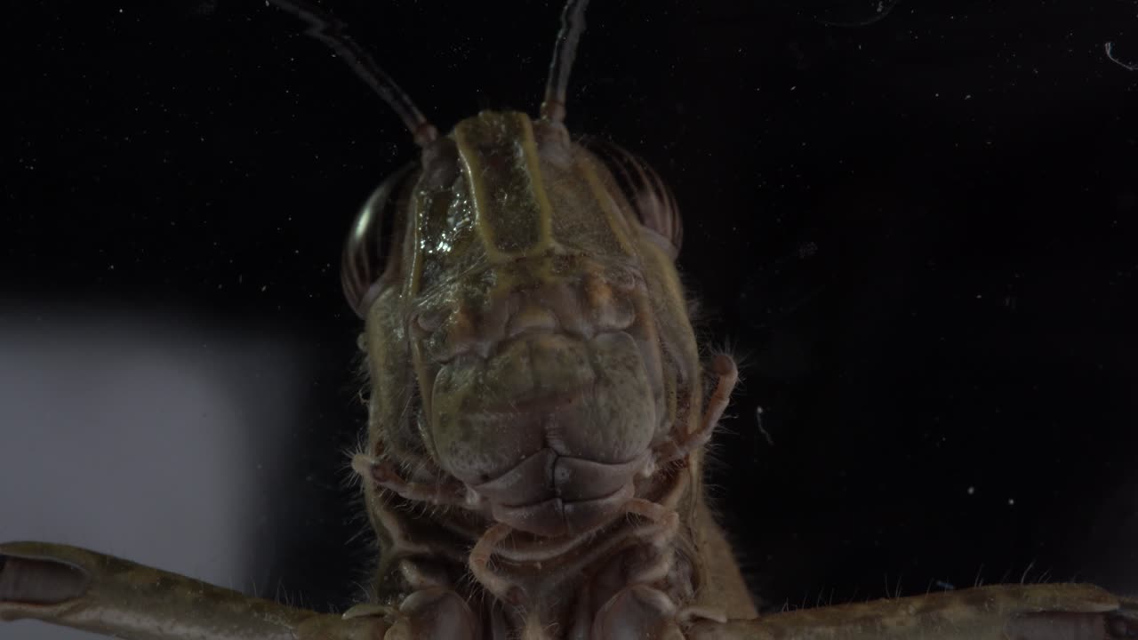 Grasshopper's Head, Showing Detailed Features of this Fascinating Insect with Big Eyes Moving Slowly