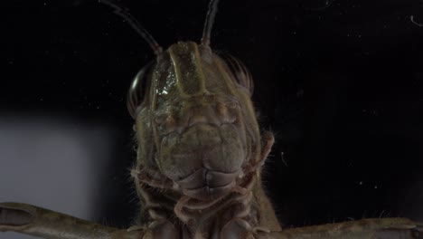 Grasshopper's-Head,-Showing-Detailed-Features-of-this-Fascinating-Insect-with-Big-Eyes-Moving-Slowly