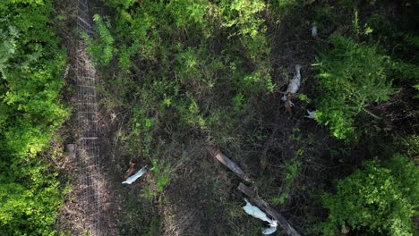 un rebaño de cabras comiendo observado desde un avión no tripulado