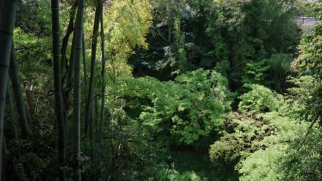 bosque de bambú en tottori japón, sartén lento en un día cálido