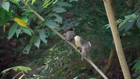 Adult-Azure-winged-Magpie-Mother-with-Two-Fledglings-Perched-on-Tree-Branch-in-Wild-Forest-in-South-Korea