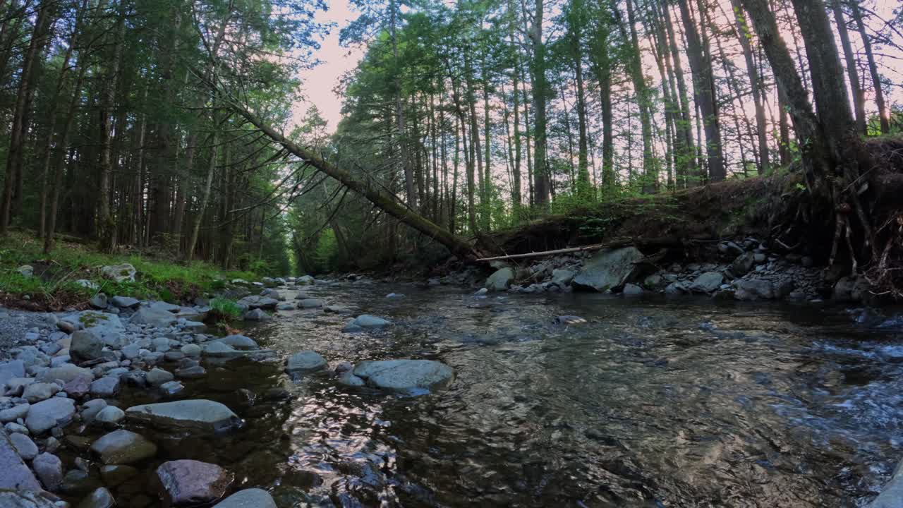 hermoso lapso de tiempo de la corriente del bosque en el denso bosque apalache durante el verano, a menudo utilizado para la pesca de truchas