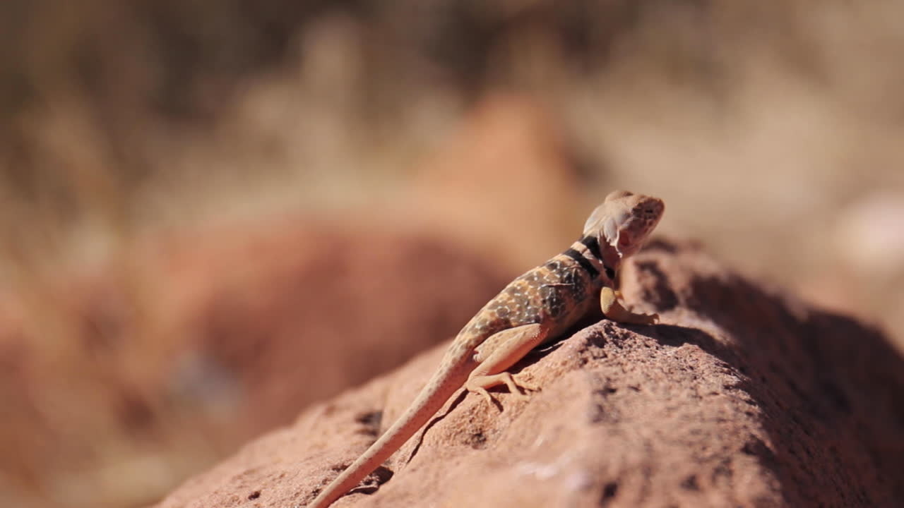 Lizard Soaks in Sun on Rocks in Zion National Park