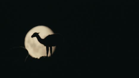 guanaco caminando frente a la luna