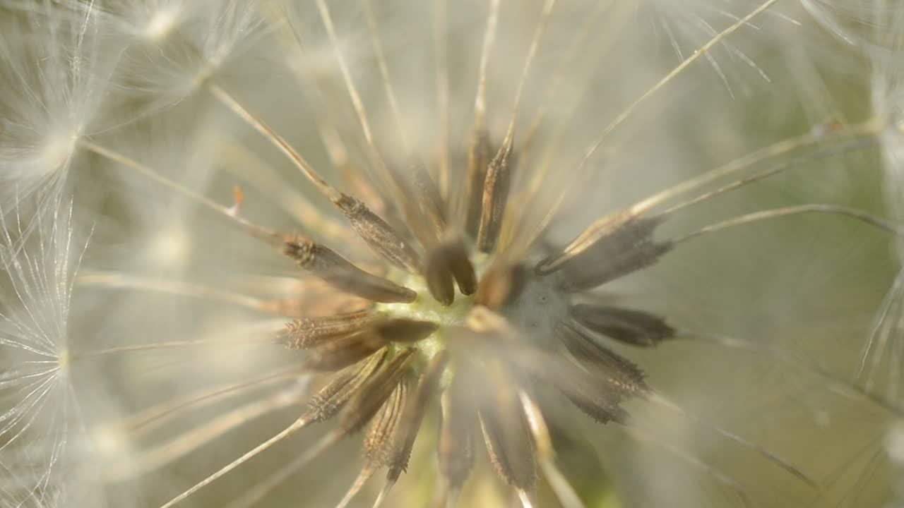 Macro di un tarassaco