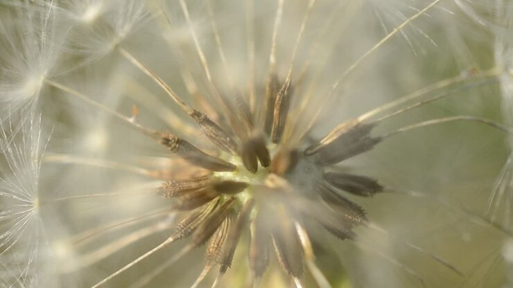 Macro di un tarassaco