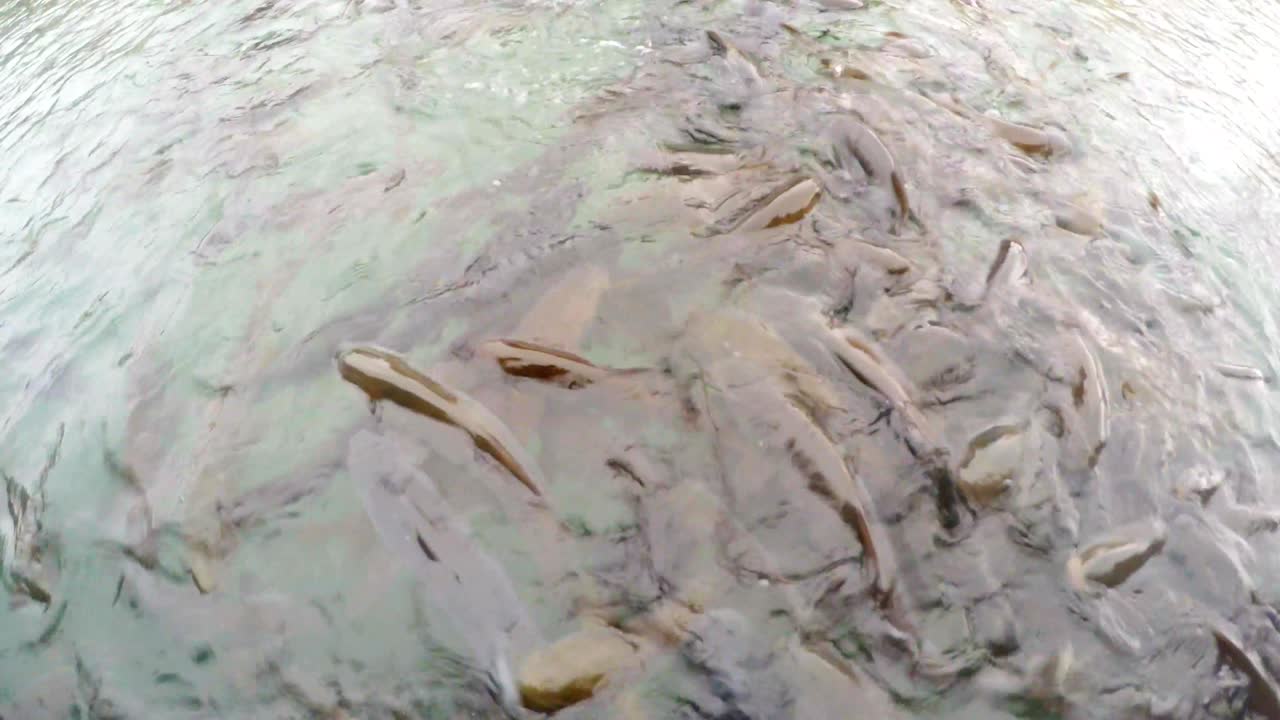 священные карпы брызгают и едят хлеб в чистой воде балиглигола.