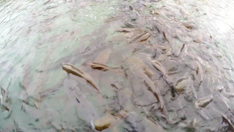 las carpas sagradas salpican y comen pan en el agua clara de balikligol cerca de urfa