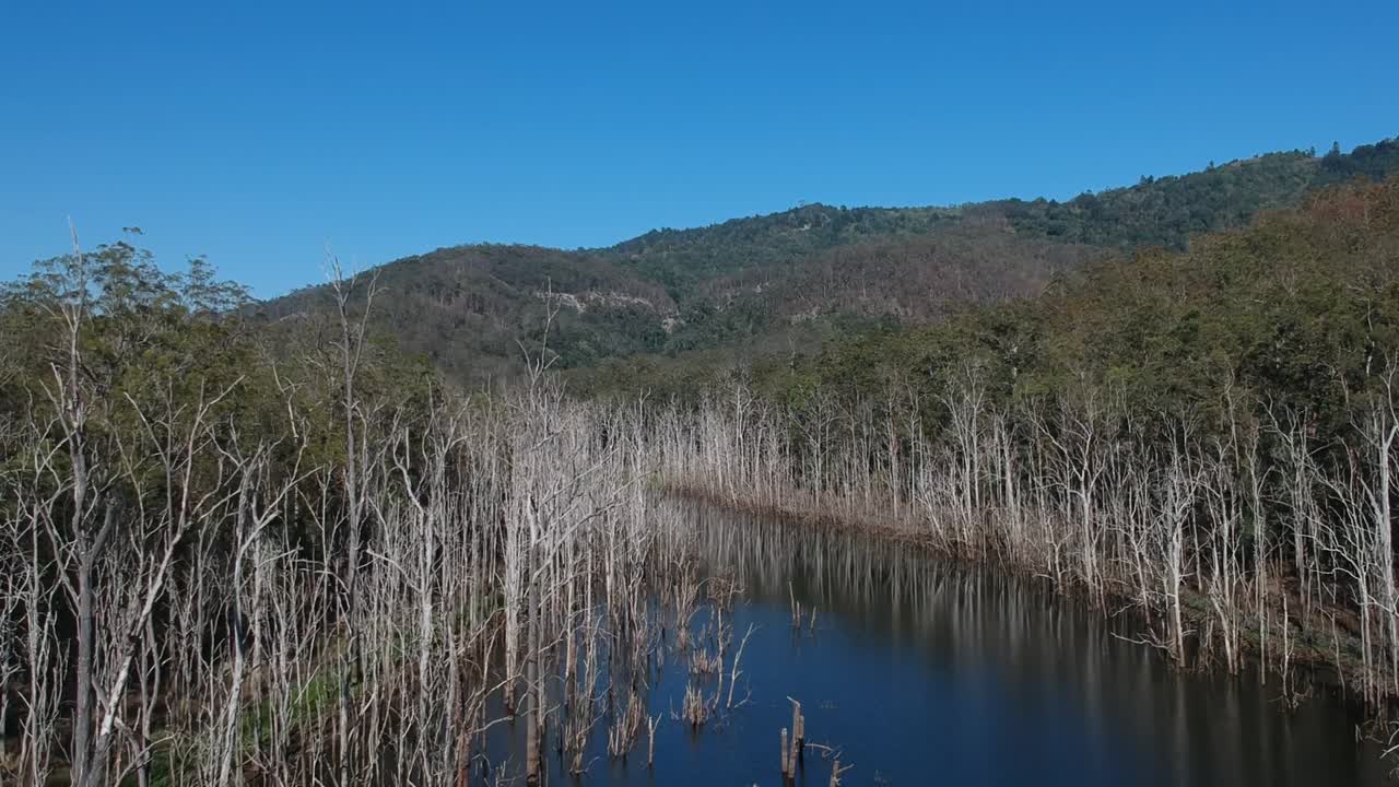 A mass of dead trees along the bank of the mountain river caused by pollution and silt run off