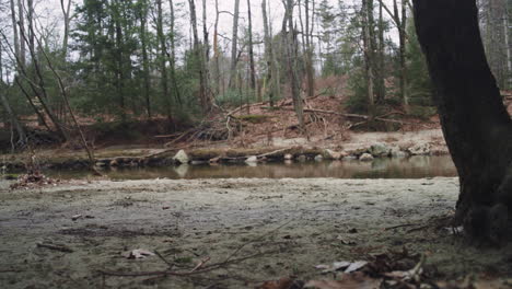 A-small-beach-is-littered-with-twigs-after-a-storm-along-a-river-in-New-England