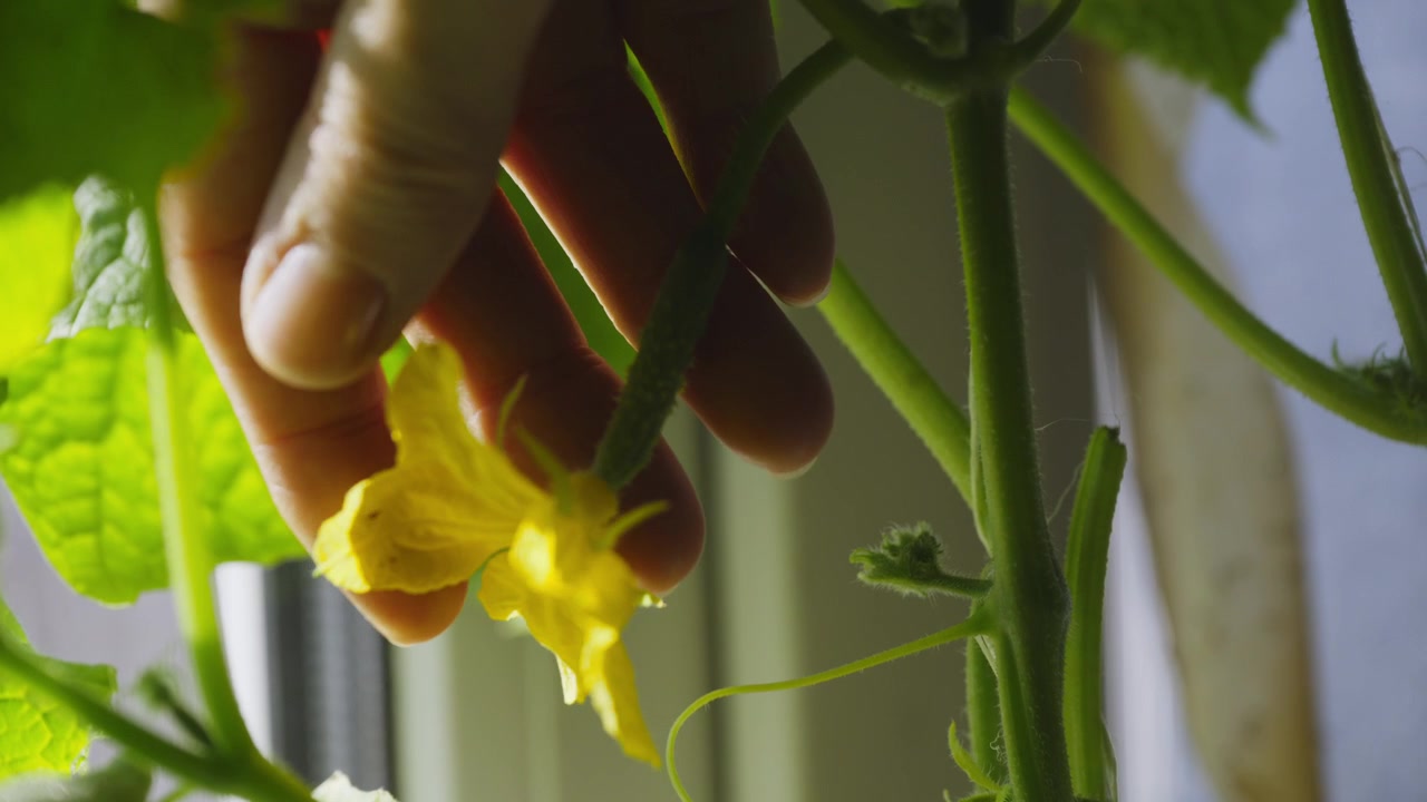 Hand gently holds young cucumber beside bright yellow flower. Green vines grow indoors with natural light. Fresh produce harvest in home garden setting. Ideal for gardening, healthy eating