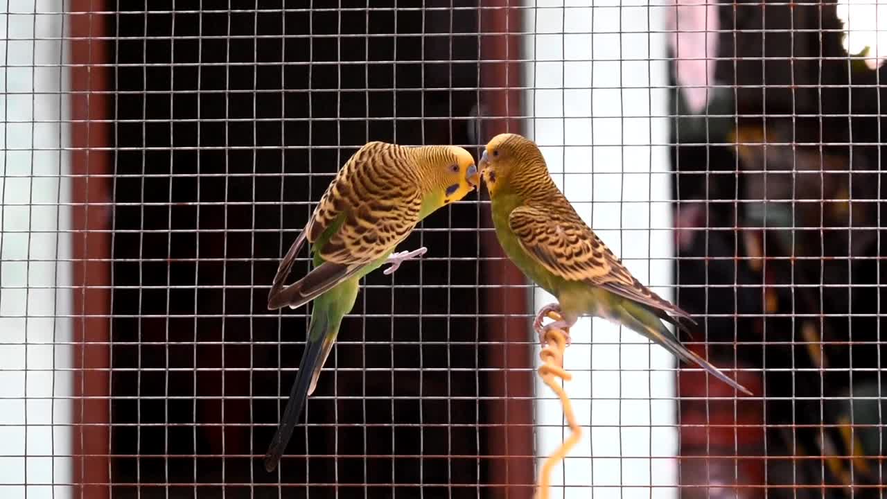vínculo para siempre entre los pájaros del amor que se aparean en una jaula
