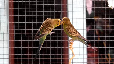 Vínculo-Para-Siempre-Entre-Los-Pájaros-Del-Amor-Que-Se-Aparean-En-Una-Jaula