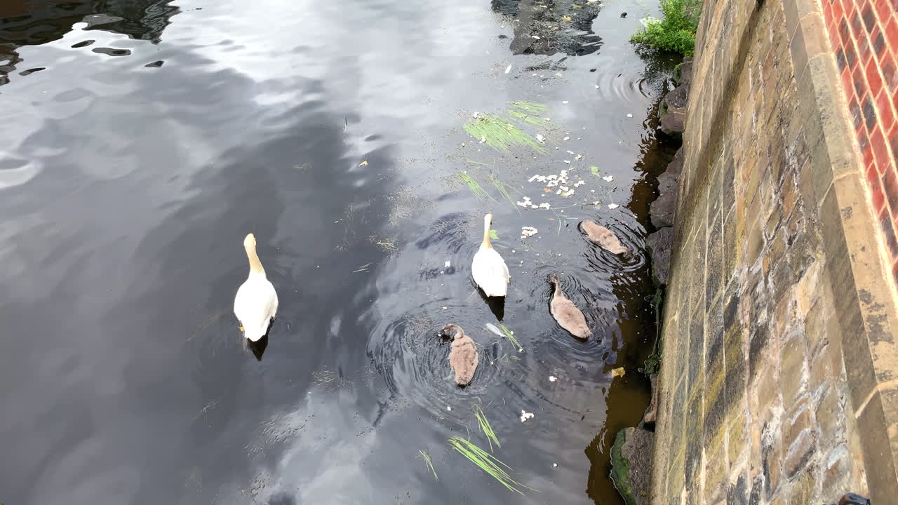 familia de cisnes mudos blancos flotando en un río entre juncos - migas de pan en cámara lenta