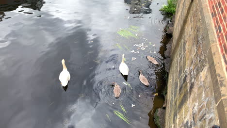 Familie-Von-Weißen-Höckerschwänen,-Die-Auf-Einem-Fluss-Zwischen-Schilf-Schwimmen---Brotkrümel-In-Zeitlupe