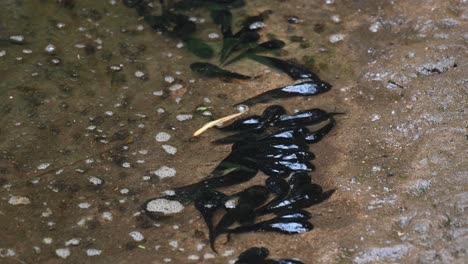 Tadpoles-at-the-edge-of-a-stream-at-Kaeng-Krachan-National-Park-in-Thailand