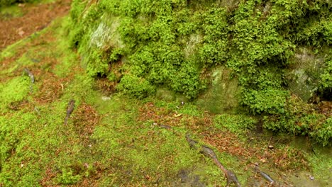 close-up of mossy forest ground in scotland