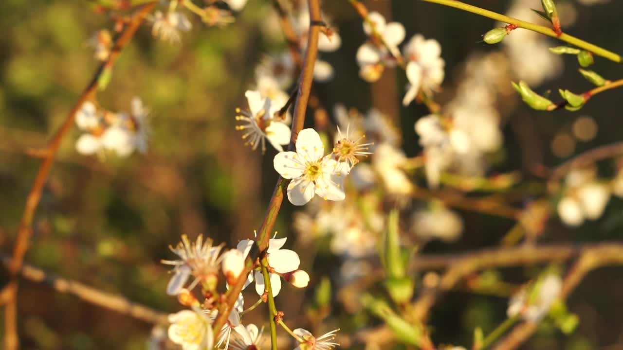 cherry plum blossom