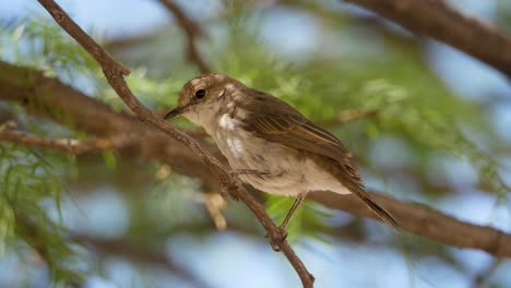 Marico-Flycatcher-sits-on-branch-of-acacia-tree,-Close-up