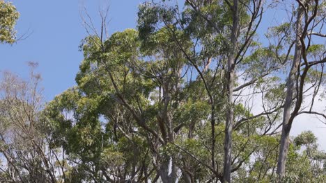 eucalyptus trees swaying in the wind