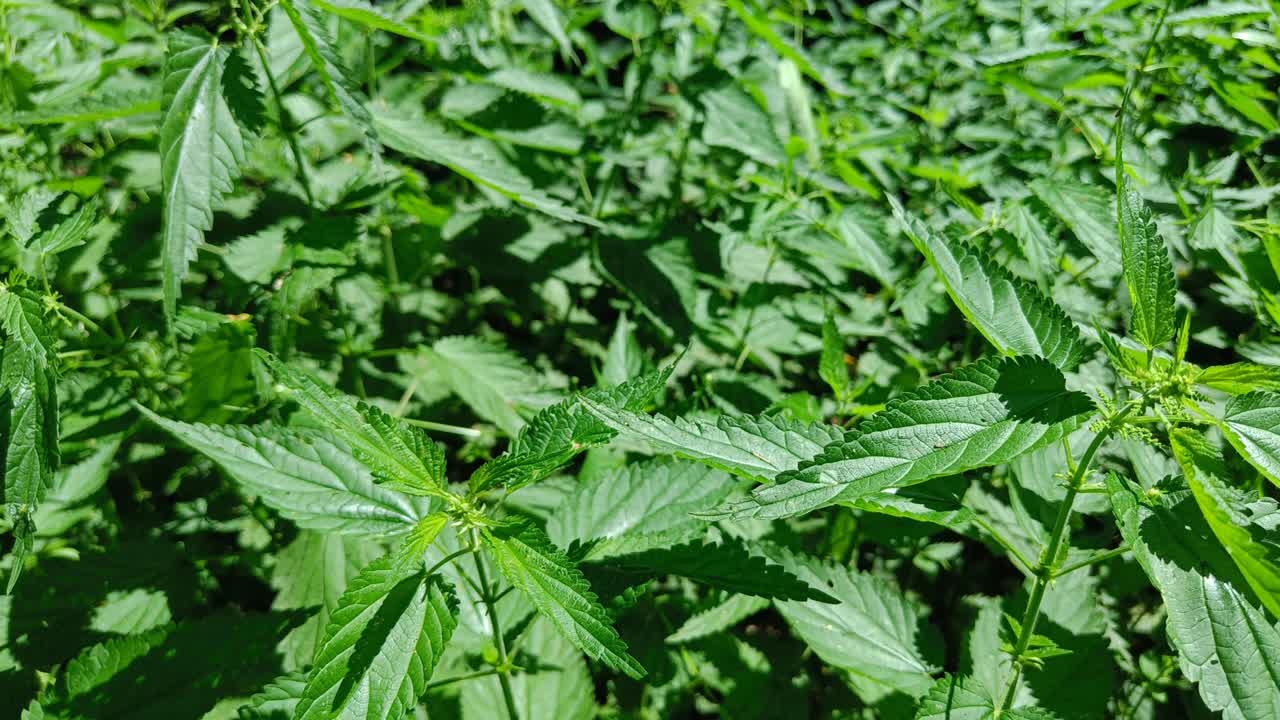 plantas de ortiga en un buen día soleado