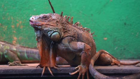 Primer-Plano-De-Una-Gran-Iguana-Verde-Antigua-Con-Espinas-Y-Papada-Disfrutando-Bajo-Iluminación-Ultravioleta-En-Cautiverio-En-Un-Recinto-De-Animales