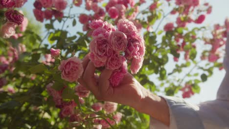 A-hand-gently-touches-vibrant-pink-roses-in-a-sunlit-garden