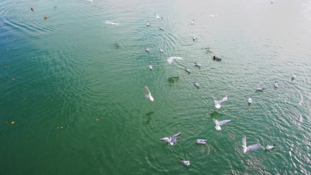 alimentando pájaros en ríos o lagos, una bandada de gaviotas peleando por comida, migas de pan