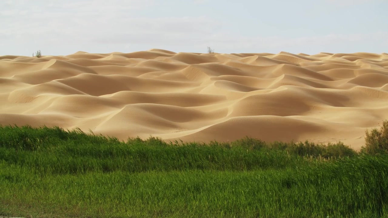 Splendida vista aerea di una lussureggiante oasi verde che confina con le dune di sabbia dorate del deserto del Sahara in Tunisia. Contrasto tra un fertile palmeto e un paesaggio desertico arido a Ksar Ghilane.