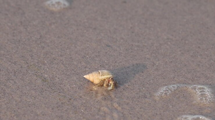 Hermit crab walking across sandy beach