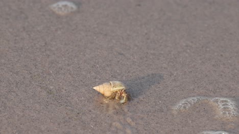 cangrejo ermitaño caminando por la playa de arena