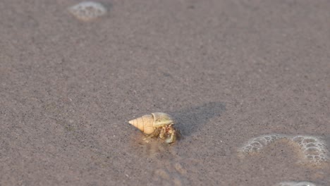 hermit crab walking across sandy beach