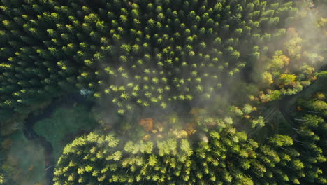 increíble paisaje de bosque en sommerain, bélgica en un día de niebla - toma aérea