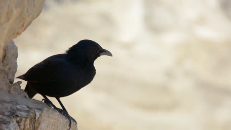 un estornino posado en medio de las ruinas de masada en israel
