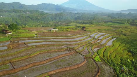 aerial footage of traditional farmers are plowing the fields using buffaloes