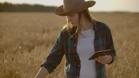 A-woman-farmer-in-a-shirt-and-jeans-goes-with-a-tablet-in-a-field-with-rye-touches-the-spikelets-and-presses-her-finger-on-the-screen-at-sunset.-Dolly-movement