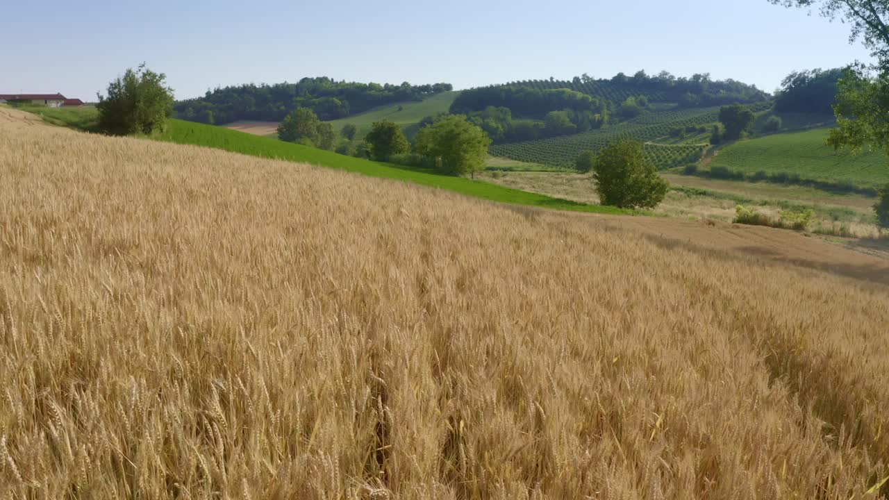 Italy, wheat field with meadow and fruit trees in the background