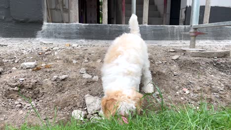 Cachorro-Grosero-Y-Juguetón-Jugando-Al-Aire-Libre-En-El-Jardín-Junto-Al-Edificio-Del-Sitio-De-Construcción,-Cierre-A-Cámara-Lenta