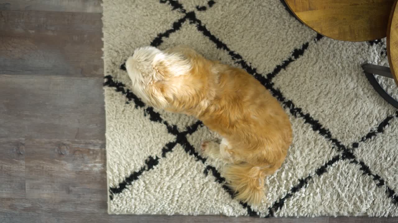 fotografía de arriba hacia abajo del perro blanco shih tzu boomer sentado en una alfombra