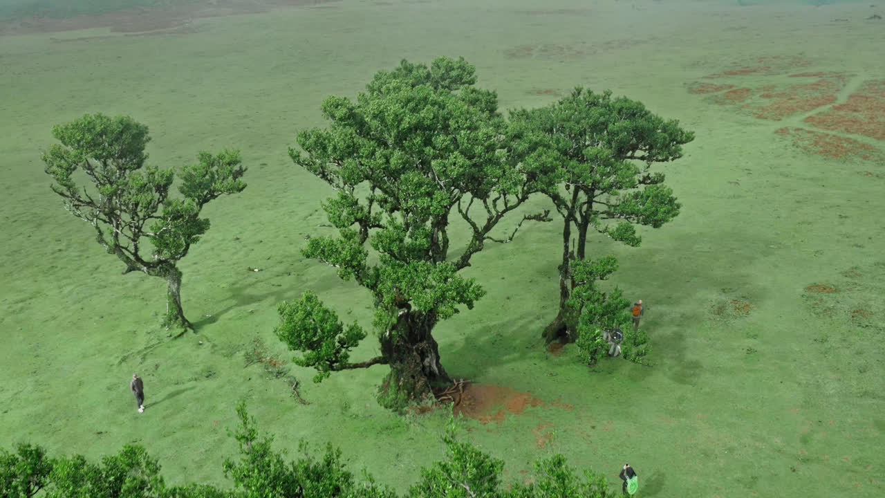 Aerial view of trees in a green field