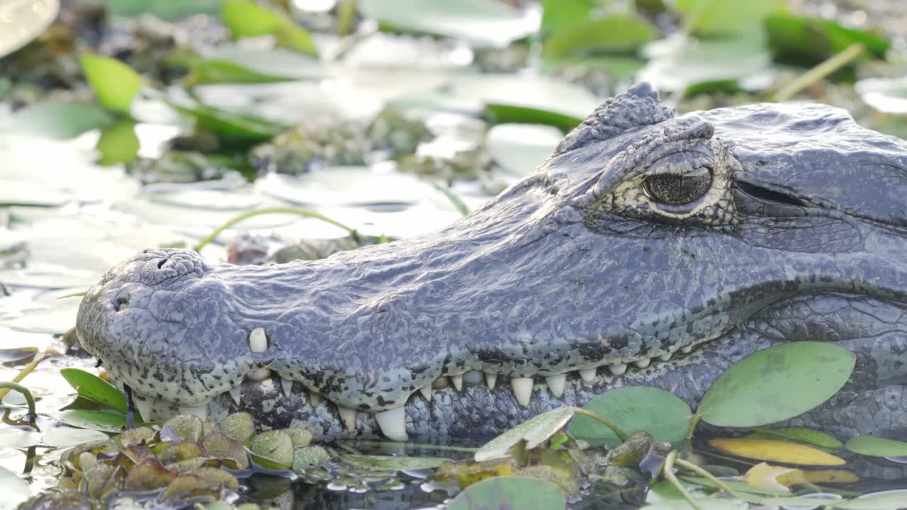 reptil de sangre fría, caimán yacare, sumergido en el agua pantanosa con los ojos medio cerrados, dormitando en la tranquila tarde rodeado de plantas acuáticas y vegetación