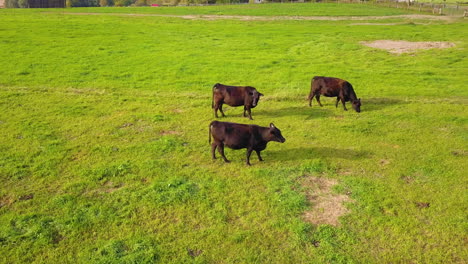 Vista-Aérea-Del-Ganado-Vacuno-Angus-Negro-Pastando-En-Un-Campo-Agrícola