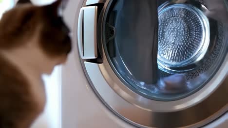 cat watching laundry in washing machine