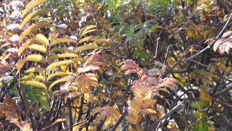 Tree-with-orange-and-green-leaves-in-fall,-medium-shot-panning-shot