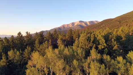 aspen trees revealing mt