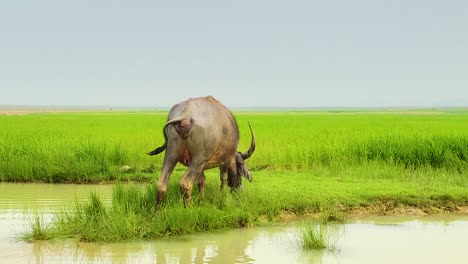 Asiatische-Wasserbüffel-Genießen-Eine-Mahlzeit-Mit-Grünem-Gras-In-Einem-üppigen-Reisfeld-Vor-Der-Atemberaubenden-Kulisse-Des-Blauen-Himmels