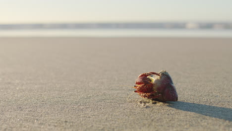 background, beach and crab in shell on sand