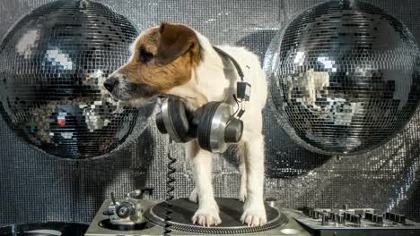 Dog-DJ-4K-18