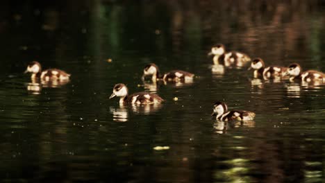 Baby-ägyptische-Gänse-Schwimmen-In-Einem-Teich